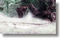 ideales tropenklime im Terrarium fr ihre Reptilien mit dem MiniNebler